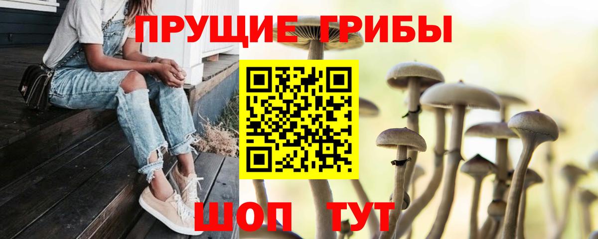 Кудрово  Галлюциногенные грибы MAGIC MUSHROOMS  Вход с VPN  даркнет сайт  Галлюциногенные грибы Psilocybine cubensis 